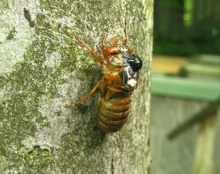 cicada1