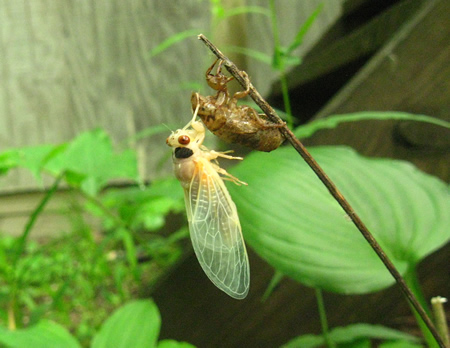 cicada2