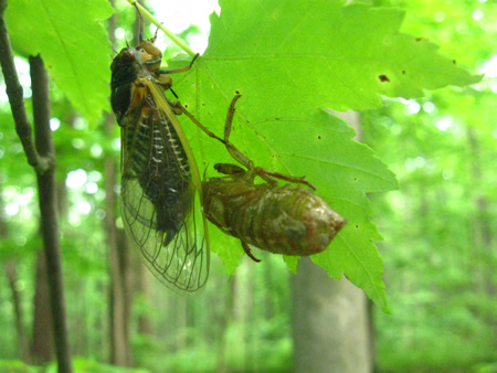 cicada3