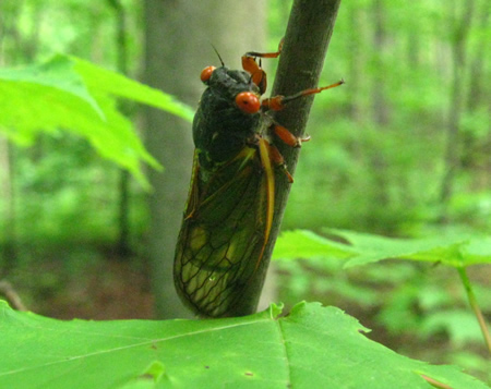 cicada4