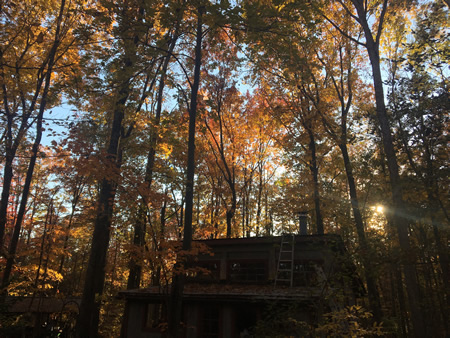 Setting sun through autumn leaves