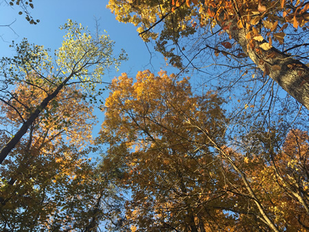 Looking up into the autumn sky