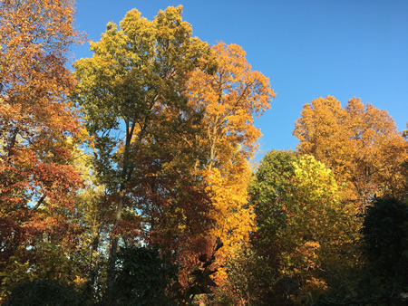 Autumn foliage at the edge of the garden