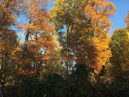 At the edge of the garden in autumn.
