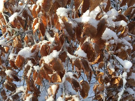 Beech leaves with snow and ice