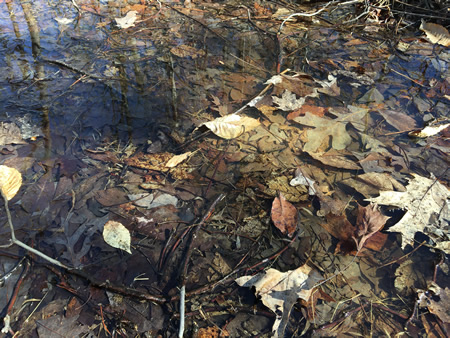 Frog pond photo 1