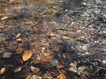 Frog pond photo 4