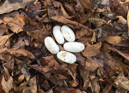 Black snake eggs