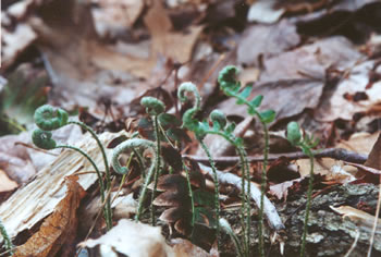 photo of fern fiddleheads