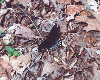 photo of butterfly