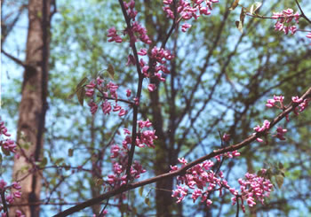photo of redbud bloom