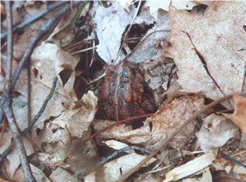 photo of toad