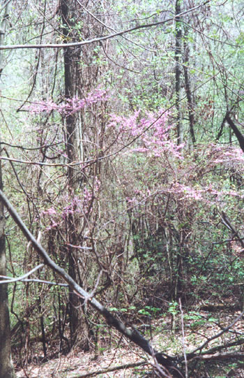 photo of redbud trees