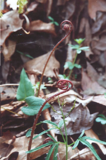photo of maiden hair fiddleheads