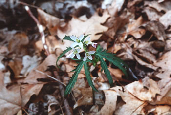 photo of cutleaved toothwort